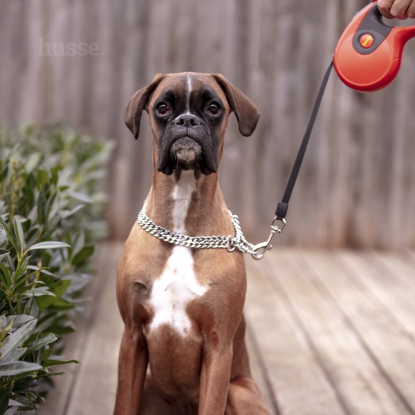 Rulle, 3 m | Leine mit Rückziehsystem & Einhandbremse