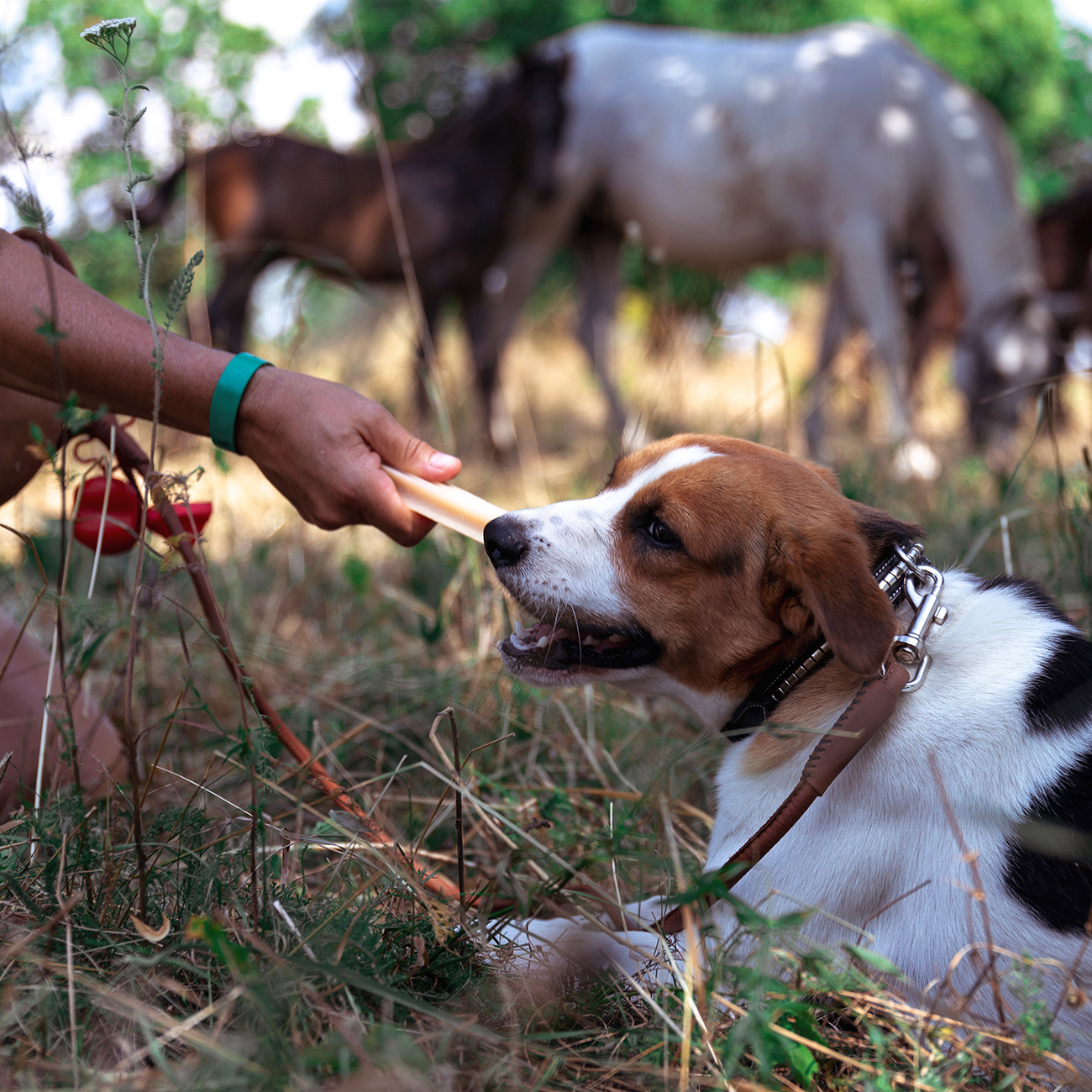 Dental L, 4 St. | Glutenfreie Zahnsnacks für Hunde