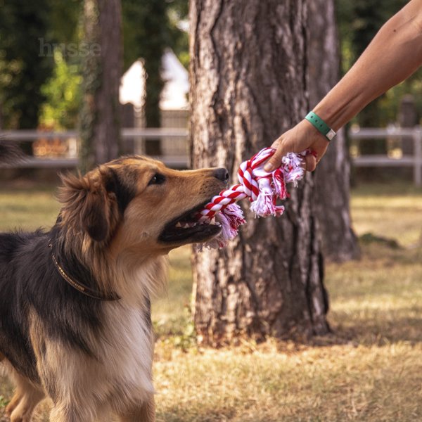 Rep Hundespielzeug, S | Klassisches Seilspielzeug in knochenähnlicher Form