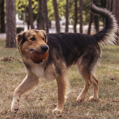 Syssla, 1 St. | Leckerliespendendes Hundespielzeug