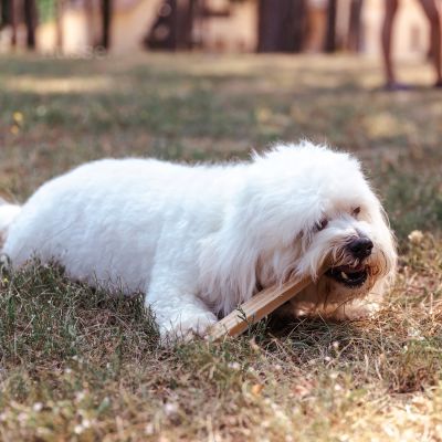 Dental L, 4 St. | Glutenfreie Zahnsnacks für Hunde