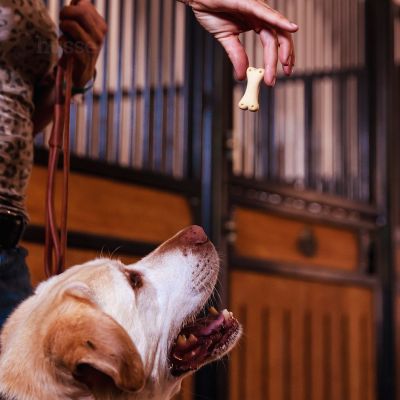 Kex XS, 500 g | Knochenförmige Kekse für Hunde