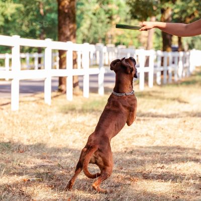 Dental L, 4 St. | Glutenfreie Zahnsnacks für Hunde